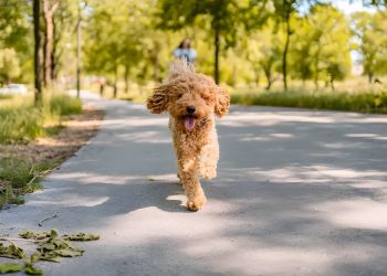 The Amber at Greenbrier A fluffy brown dog runs happily down a sunny park path lined with green trees.